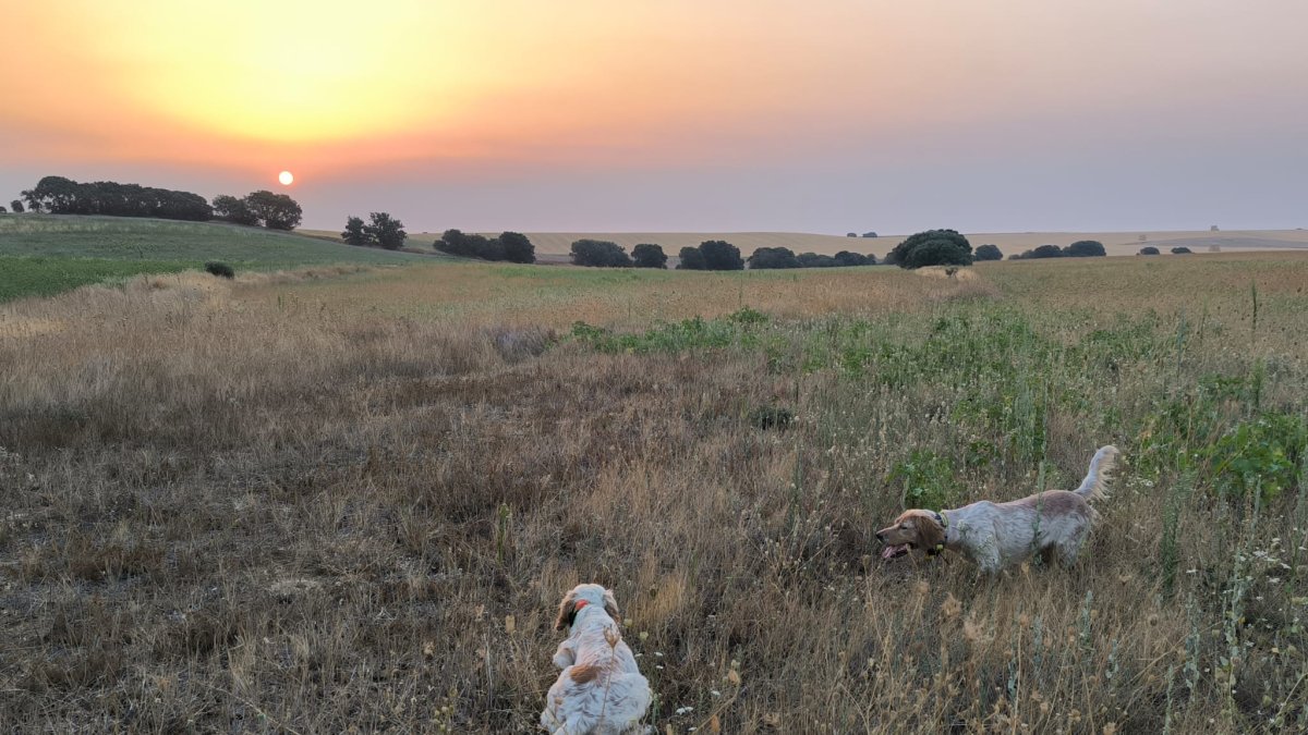 Dos perros muestran al patrón una codorniz en campos de León.