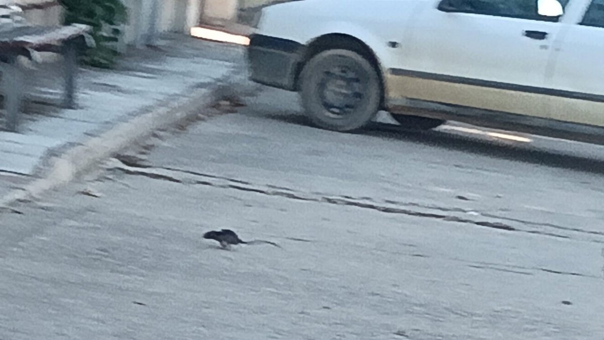 Una rata cruzando la calle en Villalar de los Comuneros 