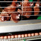 Gallinas ponedoras en una granja avícola de la Comunidad Autónoma. / J. M. LOSTAU