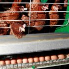 Gallinas ponedoras en una granja avícola de la Comunidad Autónoma. / J. M. LOSTAU