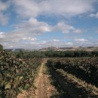 Imagen de archivo del viñedo de la DO Ribera               de Duero ubicado en el municipio de Peñafiel.-EL MUNDO