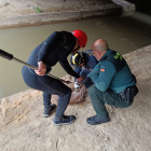 Rescate del corzo que había caído al canal de riego