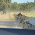 Vaca a la huida en Matapozuelos