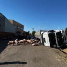 Imagen del camión accidentado con los cerdos campando alrededor.