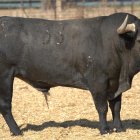 Uno de los toros de la ganadería Victorino Martín