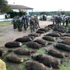 Resultado de una batida en la dehesa zamorana de Soguino.