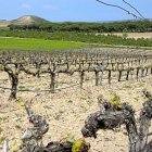 Imagen de un viñedo de la Ribera del Duero en Peñafiel