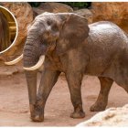 Un elefante en una imagen de archivo y en miniatura la vallisoletana Blanca Ojanguren