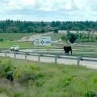 La vaquilla escapada se dirige a Pesqueruela por la carretera.