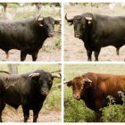 Los toros de Núñez del Cuvillo para la fiesta taurina de San Pedro Regalado