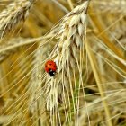 Una mariquita se posa en una espiga de trigo de un cultivo en una explotación cerealista