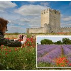 María Ángeles Tiedra Fernández fotografía las amapolas junto al castillo. A la derecha, un campo de lavanda que florecerá en verano.