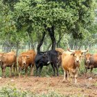 Ejemplares de distintas razas de ganado bovino en las instalaciones de ‘Bos Taurozos’ en Villagarcía de Campos.