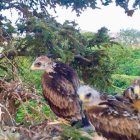 Los tres pollos del Campo Grande en su nido.