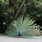 Un pavo real en Campo Grande en una imagen de archivo