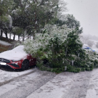 Cae un árbol sobre un coche en Parquesol.