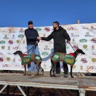 Final del nacional de galgos en campo en Nava del Rey