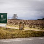 La superficie asegurada de uva de vino hasta el momento en Castilla y León es de más de 34.300 hectáreas.