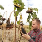 Un joven agricultor examina un cultivo de girasol
