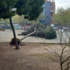 Pino caído en el patio del colegio Alonso Berruguete en Valladolid