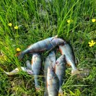 Diferentes imágenes de percas capturadas este fin de semana con pesca eléctrica.