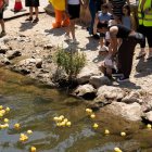 Carrera de patos de goma en el Esgueva