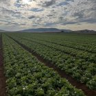 Florette acaba de concluir su campaña superando las altas temperaturas que han marcado este verano