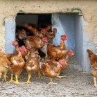 Pollos de corral salen a toda prisa de su gallinero en una granja de avicultura ecológica ubicada en la localidad vallisoletana de Aldea de San Miguel. E. M.