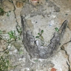 Imagen de la mandíbula hallada en el pantano cántabro de La Población de Yuso.-E. M.