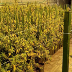 Una de las plantaciones de marihuana intervenidas.- ICAL