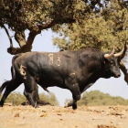 El toro 'Manjar', presa en el torneo del Toro de la Vega.