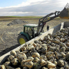 Un agricultor carga remolacha para trasladarla a la azucarera-Ical