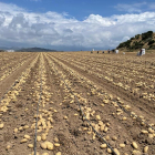 Campaña de patatas en Andalucía. / E. M.