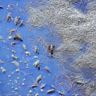 Cangrejos y peces muertos en el río Cega.-Asociación Garrapinos