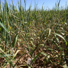 Estado del cultivo de trigo en Autillo de Campos.-ICAL