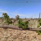 Imagen de un viñedo de Ribera del Duero afectado por las heladas y por la sequía. -EP