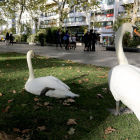 Dos cisnes del Campo Grande descansan en el paseo de Recoletos en una imagen de archivo.- ICAL