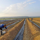 Recogida de espárragos en una de las tierras de cultivo de Tudela de Duero