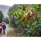 La Reserva Natural del Acebal de Garagüeta es la mayor masa de acebo de Europa pero no es la única de Soria que invita a descubrir este paisaje ancestral. / GONZALO MONTESEGURO