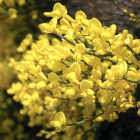 Piorno en flor.-E.M.