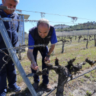 uis Carlos, responsable de los viñedos de Abadía Retuerta, muestra las viñas que se han salvado de las heladas gracias al sistema de molino de hélice para mover corrientes de aire-Eduardo Margareto / ICAL