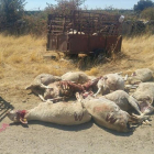 Ovejas muertas en una de las explotaciones zamoranas.-EUROPA PRESS