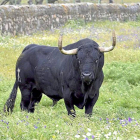 Rompesuelas, Toro de la Vega 2015-Ical