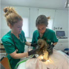 Dos veterinarias de la red de centros de recuperación de animales silvestres de la Junta atienden al osezno encontrado en Colinas del Campo de Martín Moro. -E. M.