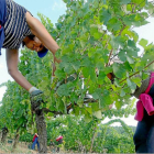 Dos vendimiadoras recogen uvas este viernes, cuando comenzó la cosecha temprana en algunas zonas del Bierzo.-ICAL