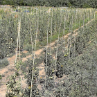 Plantas de tomates en los huertos de INEA, en el Camino Viejo de Simancas, en los que ya es visible la falta de agua.-J.M. LOSTAU