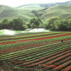 Aspersores en funcionamiento en un cultivo de regadío.