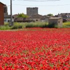 Campo de amapolas en Tiedra (Valladolid). J.M.LOSTAU