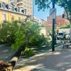 Árbol caído en la calle Chancillería de Valladolid
