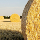 Un joven mira al horizonte en una explotación agrícola de cereal.